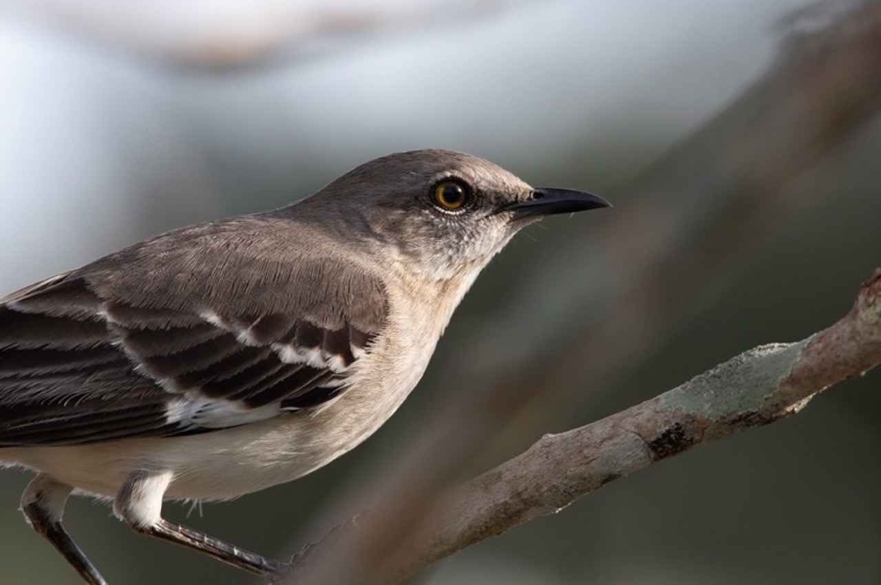 Perched Mockingbird